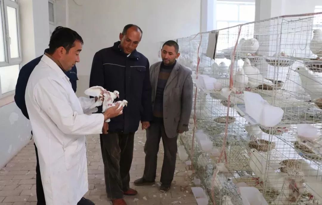 扶贫鸽,扶贫鸽子托起群众致富梦