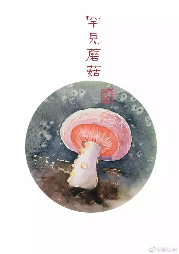 多肉上色太漂亮了,多肉上色前后对比