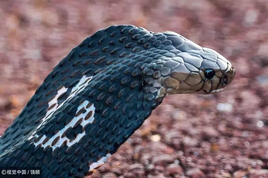 刷爆今天池州人朋友圈的舟山眼镜蛇，喜欢待在啥地方？专家这样说……