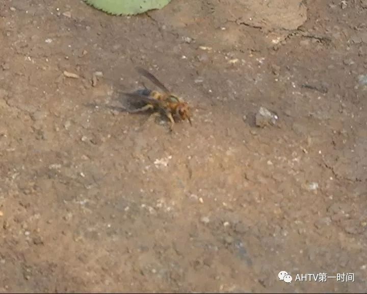 老人被马蜂蜇死人的事件,男子掏马蜂窝被蜇身亡