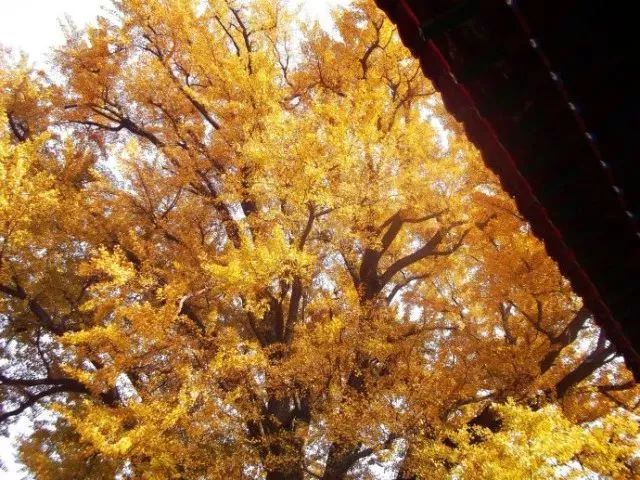 济南秋天看银杏的地方,济南银杏最好看的地方