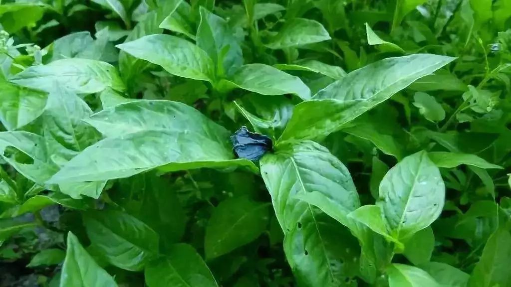 词语|沉静的“蓝”色|汉字中的文化