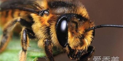 被蜜蜂蛰了怎么办没找到毒针,被蜜蜂蛰了怎么办儿童