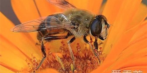 被蜜蜂蛰了怎么办没找到毒针,被蜜蜂蛰了怎么办儿童