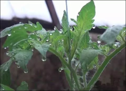 怎么能降低棚里湿度,降低湿度的有效方法