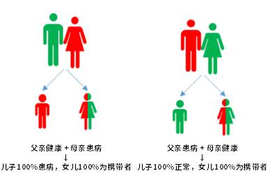 什么血液病不能吃蚕豆,血液病吃蚕豆