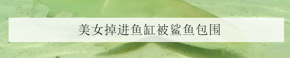海水鱼小白点病物理治疗,海水鱼白点病怎么快速治疗