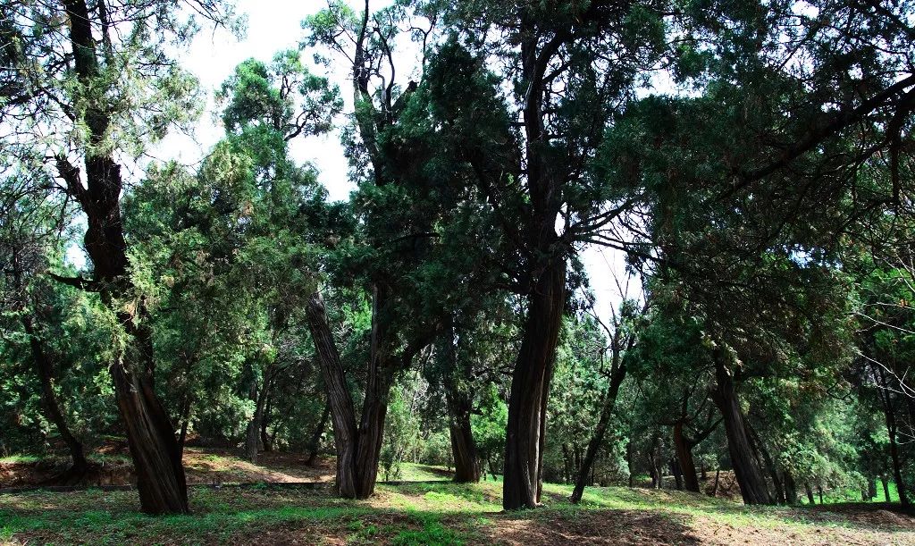 黄帝陵天下第一陵,天下第一黄帝陵