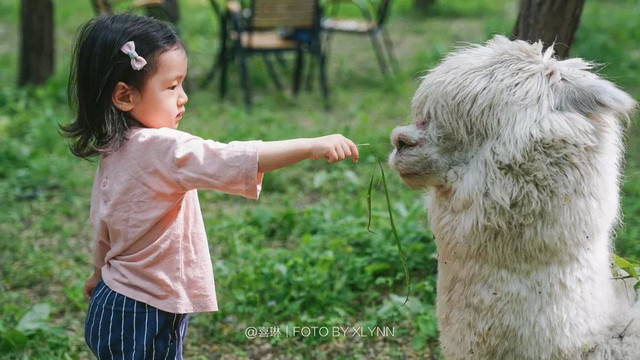 羊驼陪吃早餐，天鹅湖中畅游，藏身北京奥森旁的休憩之地：在之禾