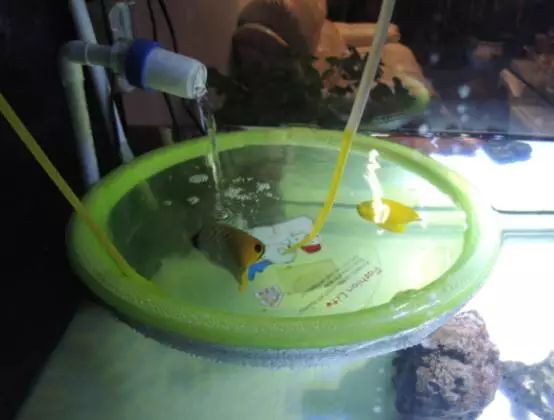 海水鱼得了白点病最快的治疗方法,鱼友分享鱼病大全