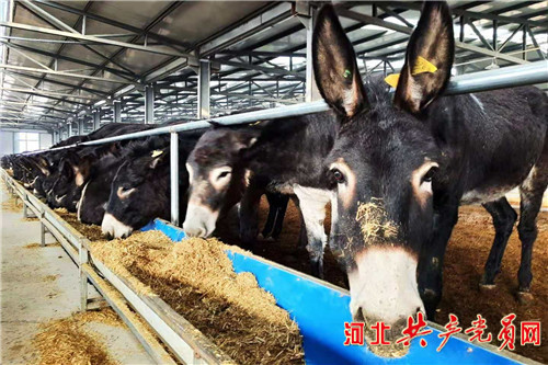 阳原小毛驴视频 (阳原小毛驴怎么样)