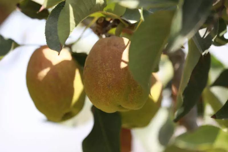 涓栫晫涓婃渶濂藉悆鐨勬ⅷ鏄粈涔堟ⅷ,鍝姊ㄨ绉颁负涓浗涓夊ぇ鍚嶆ⅷ涔嬮