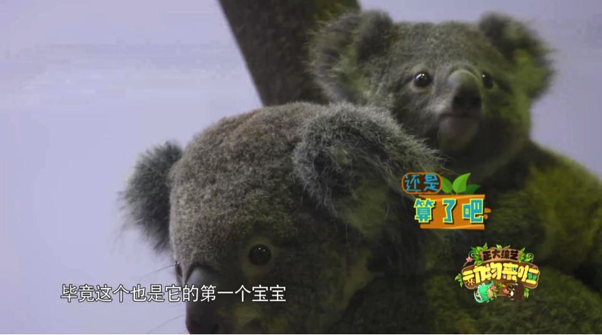 全球仅存三只斑鳖,全球仅存两只斑鳖