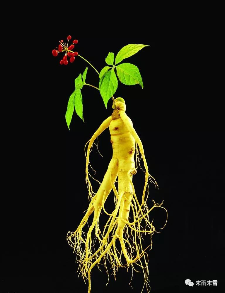 那些绝美的中药,那些你不知道的绝美中药