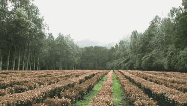 脚气脚臭脱皮克星,分享一个根治脚气脚臭方法