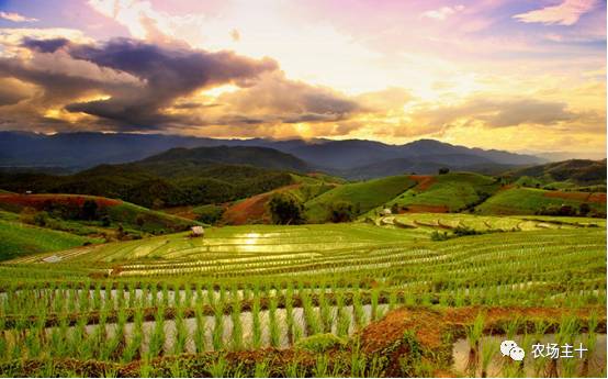 土地流转只是少数人的盛宴，大多数人都亏得惨不忍睹？！