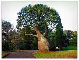 植物界中的世界之最,植物界的吉尼斯阅读题