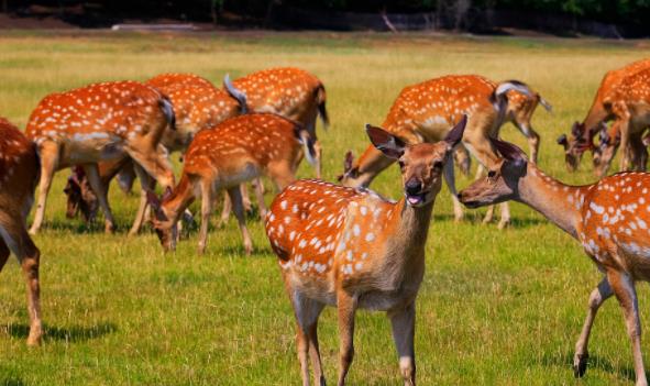 鹿养殖利润云南,鹿场养殖基地赚钱