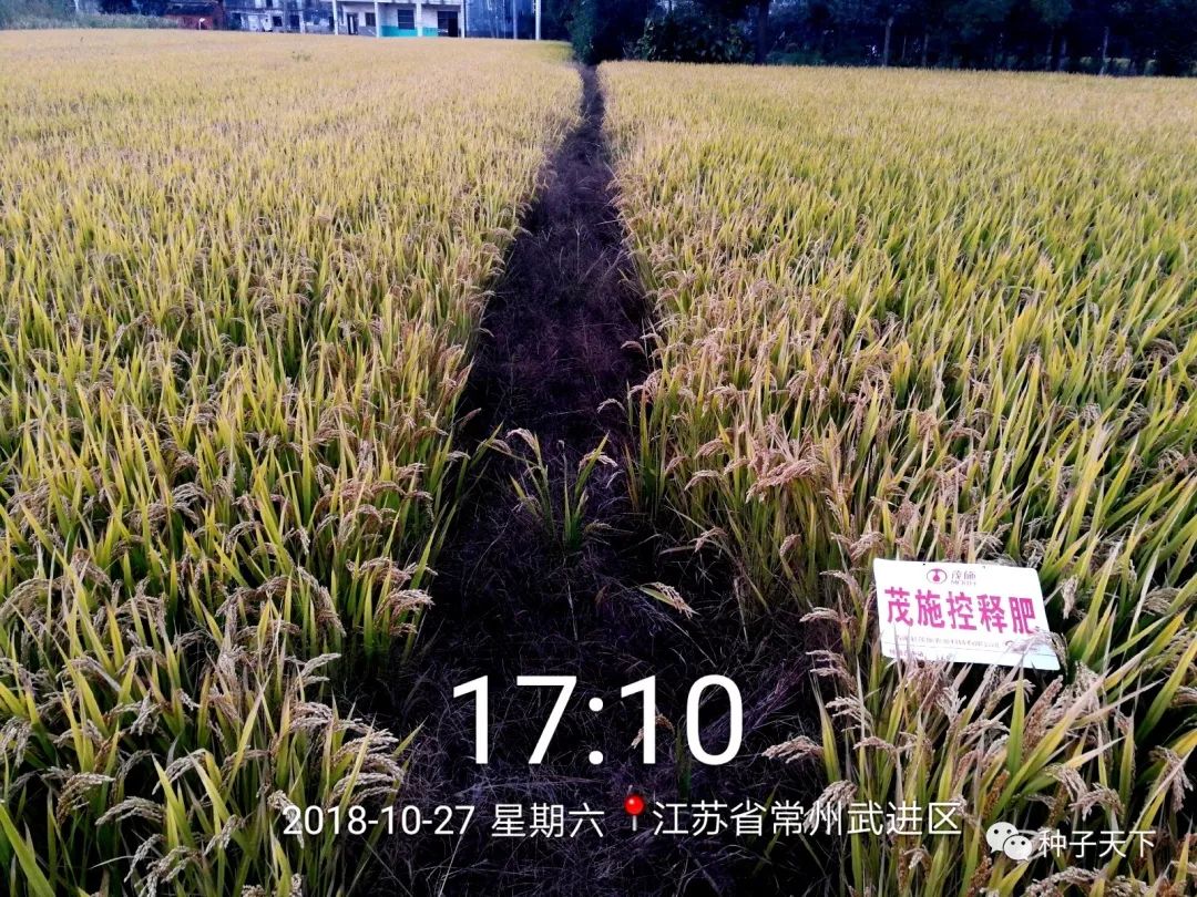 水稻种植用肥,粳稻施什么肥好