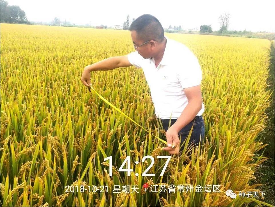 水稻种植用肥,粳稻施什么肥好