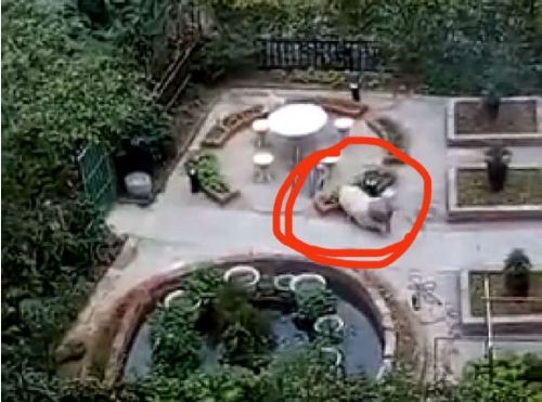 劝不听！南宁一小区业主花园“圈地”养猪，熏坏楼上住户｜下午来切咧