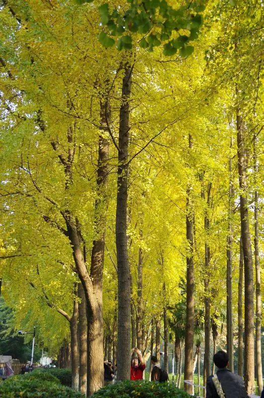 西溪湿地免费区域从哪儿进,西溪湿地免费区域地图
