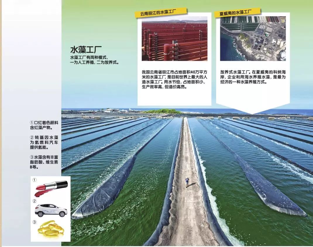 水藻在生态系统中的作用,水藻能不能进化