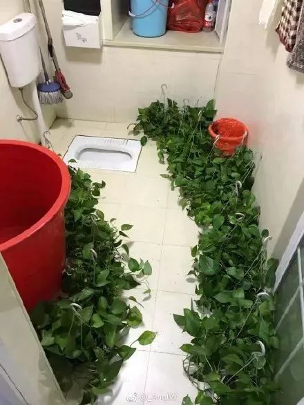 太刺激了！花了20w装修新房，结果被爸妈装成了公共厕所？