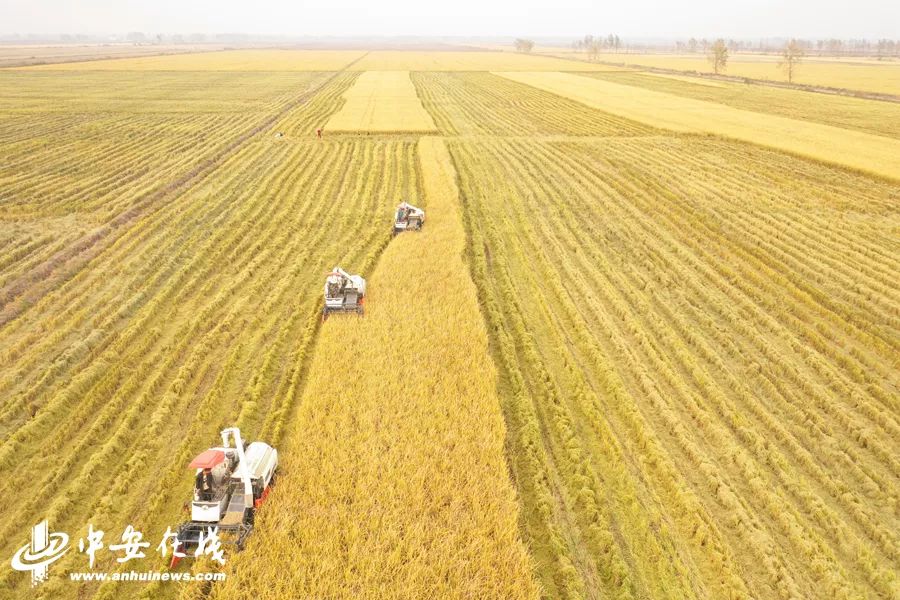 颍上庄台变身记：“穷洼地”逆袭成为“绿富美”