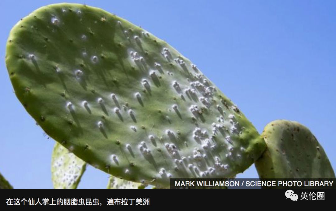 你每抹一次口红，就是在亲吻上万只昆虫尸体？！