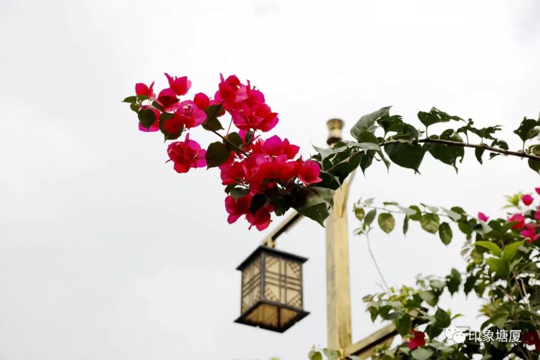 秋意浓浓风景如画的地方,塘厦风景好的地方