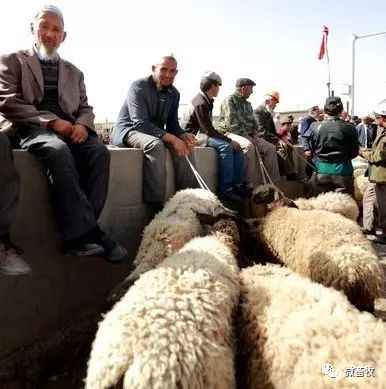 养殖猪牛羊鸡鸭鹅哪个利润最好,鸡鸭鹅养殖哪个更赚钱