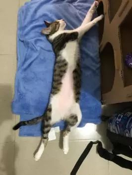 萌爪神吐槽馆,说你想说的