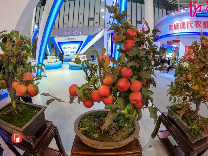 「文明旅游」未来农业应该是啥样？｜快来看全国新农民新技术创业创新博览会