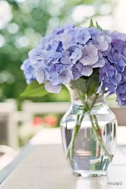 什么花有毒不能放在卧室里面呢,一帆风顺的花有毒吗适合卧室养吗