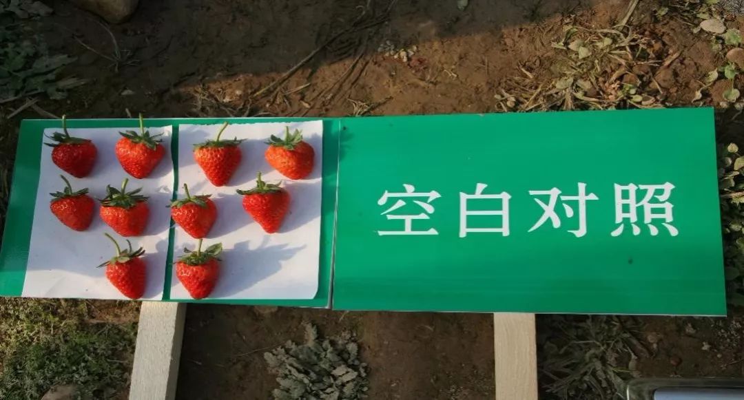 辉丰能百旺噻苯隆说明书,辉丰能百旺多少钱一袋