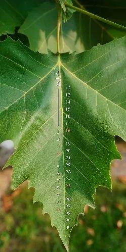 十一月用什么壁纸,十八种颜色壁纸