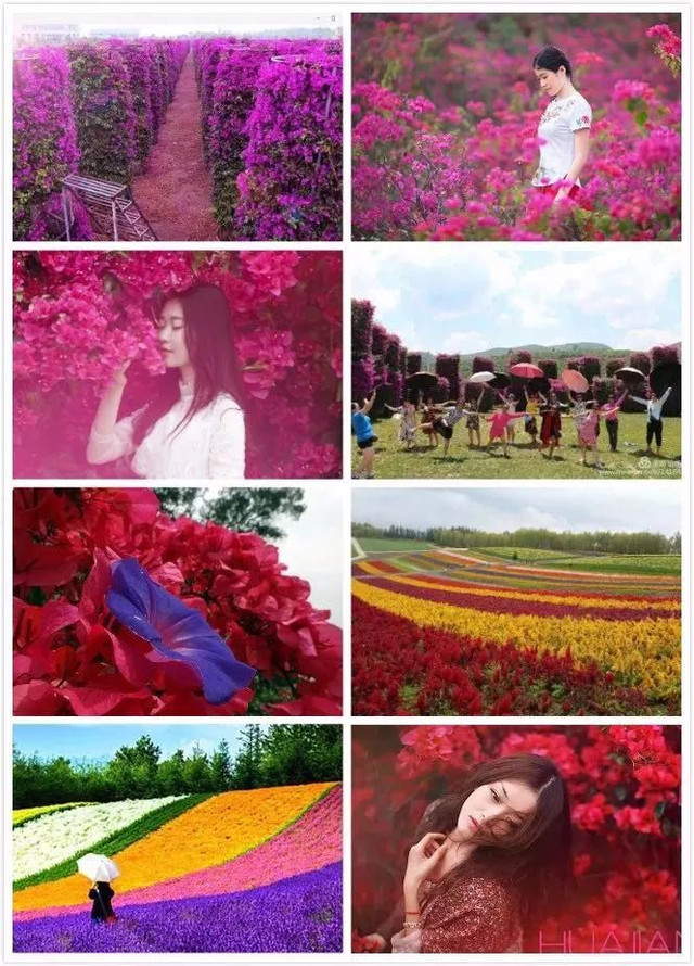 「重磅消息」重庆稻草人旅游节暨玫瑰花海门票无限免费送！5月1日黄金周，我们约起！