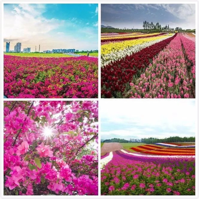 「重磅消息」重庆稻草人旅游节暨玫瑰花海门票无限免费送！5月1日黄金周，我们约起！