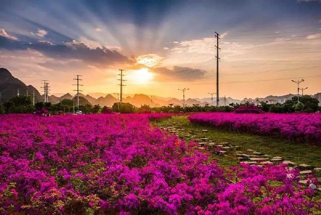 「重磅消息」重庆稻草人旅游节暨玫瑰花海门票无限免费送！5月1日黄金周，我们约起！