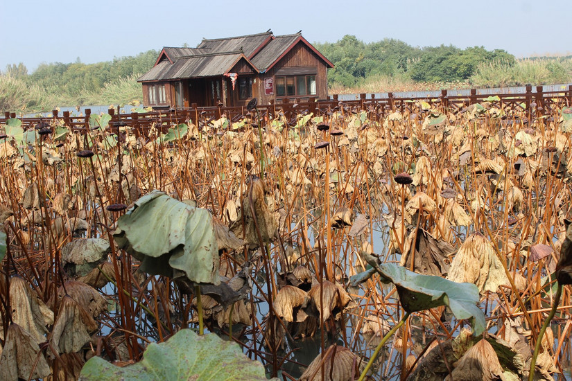 阳澄湖春季游玩攻略大全,阳澄湖秋天最美的地方
