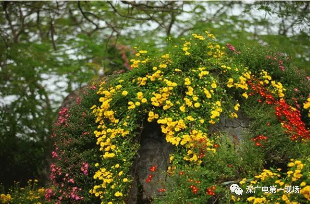 深圳东湖公园菊花展结束,深圳东湖公园菊花展延期