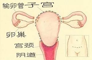 高危型hpv阳性可以切除子宫吗,子宫已切除hpv73还是阳性