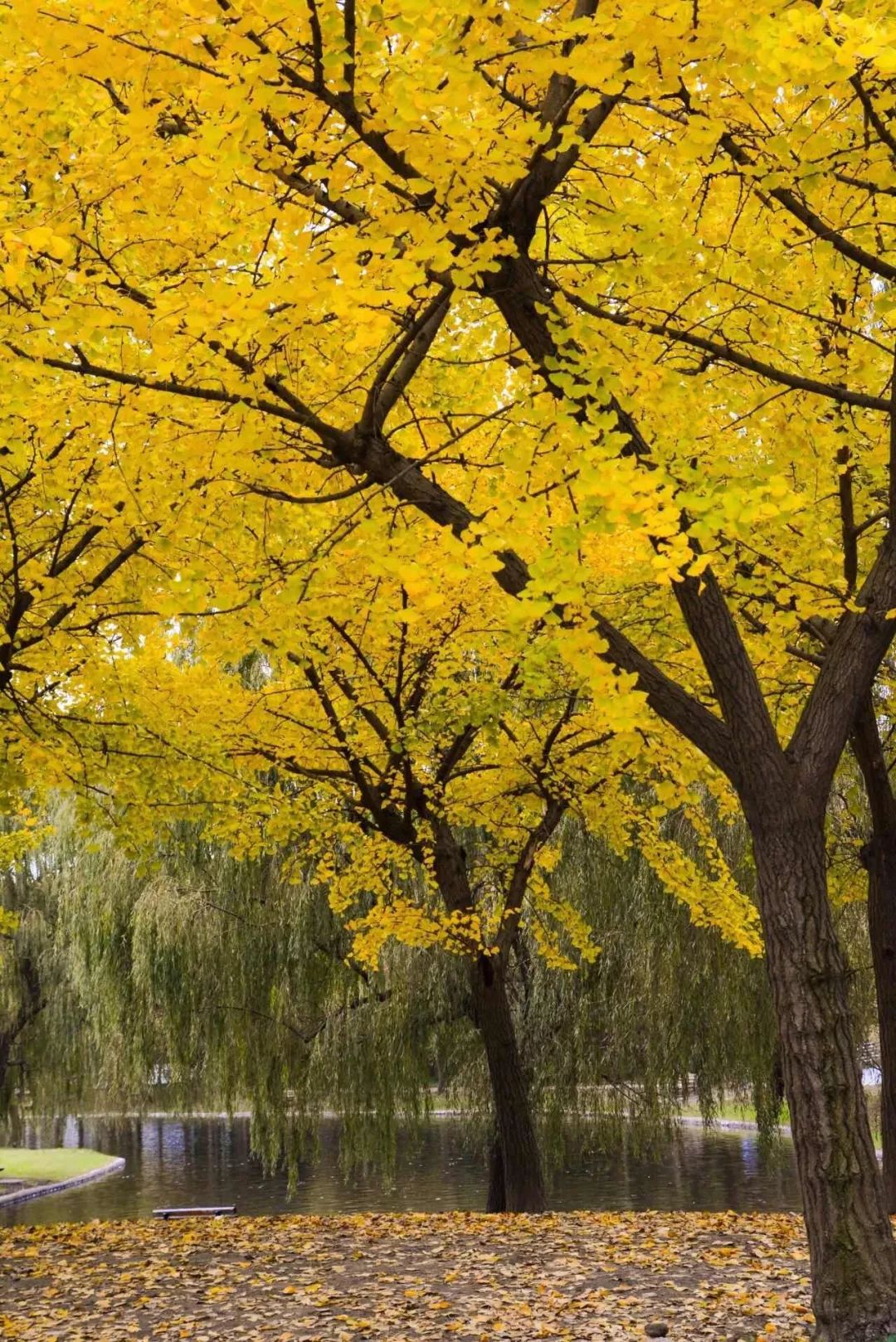 满城尽带黄金甲最美画面,满城尽带黄金甲拍摄地风景