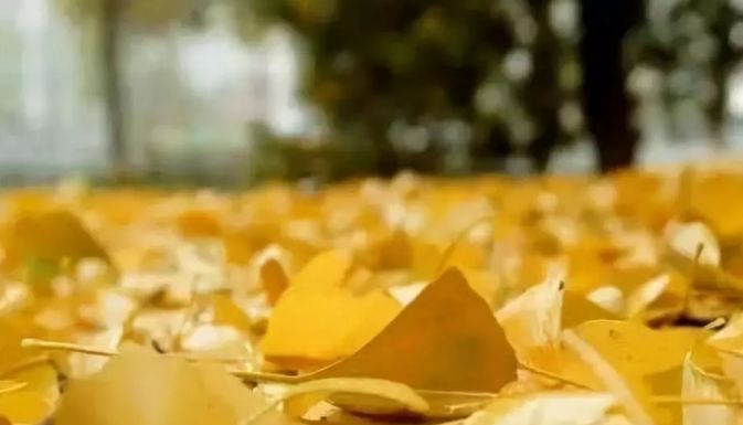 满城尽带黄金甲取景地图片,满城尽带黄金甲震撼场景