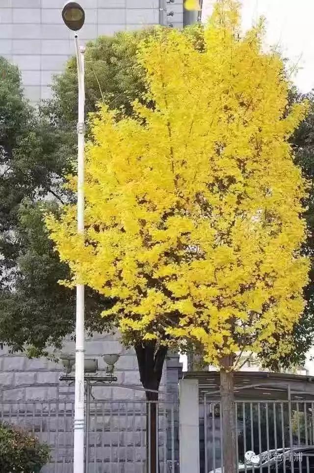 满城尽带黄金甲最美画面,满城尽带黄金甲拍摄地风景