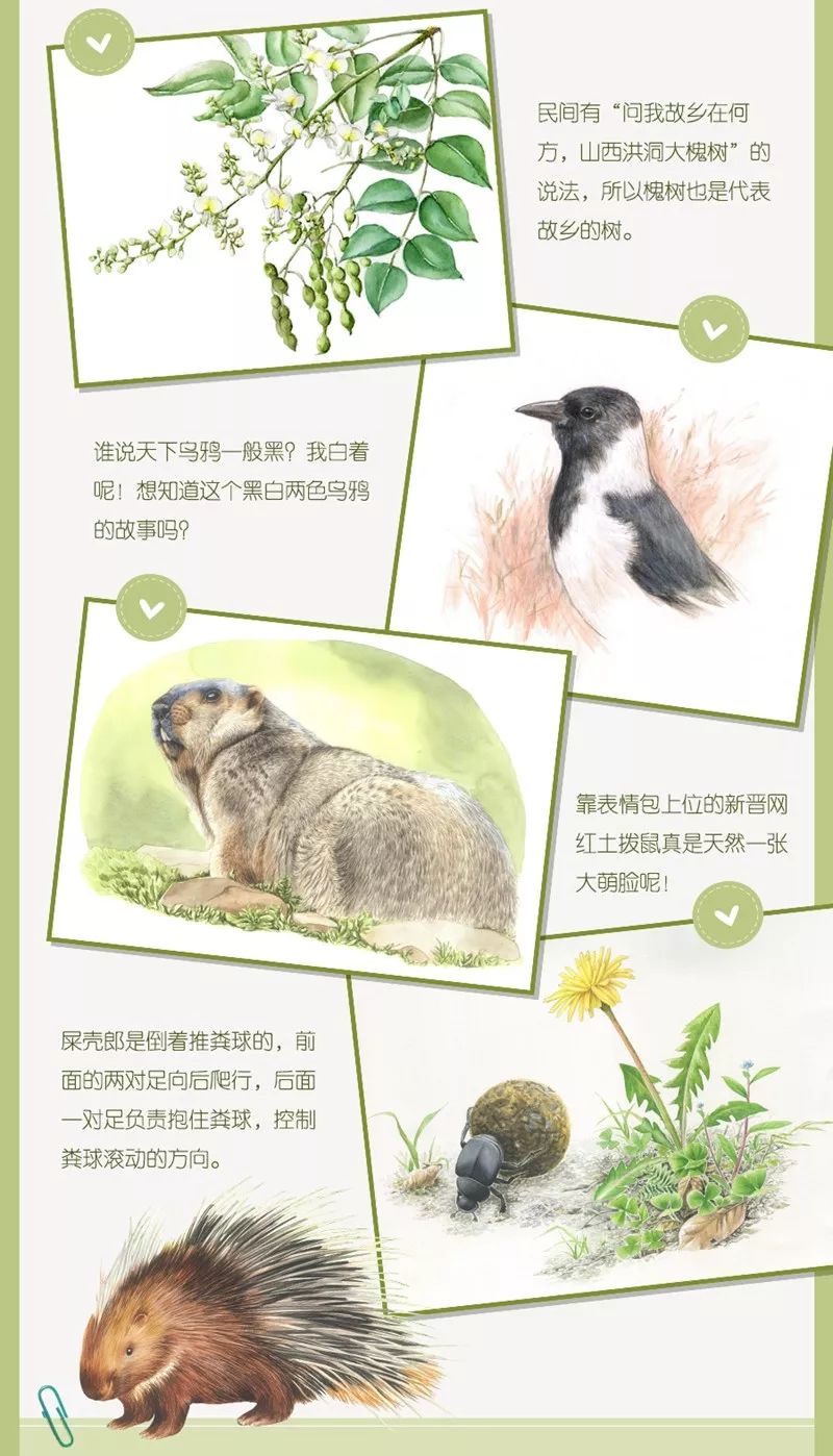 这么多大师，你打算带哪个回家？