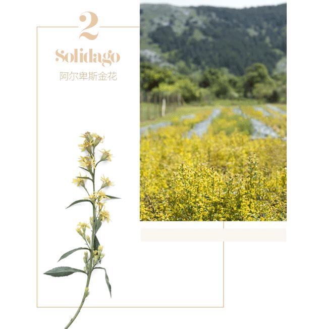 传奇阿尔卑斯金花：植萃奢宠美肌焕活