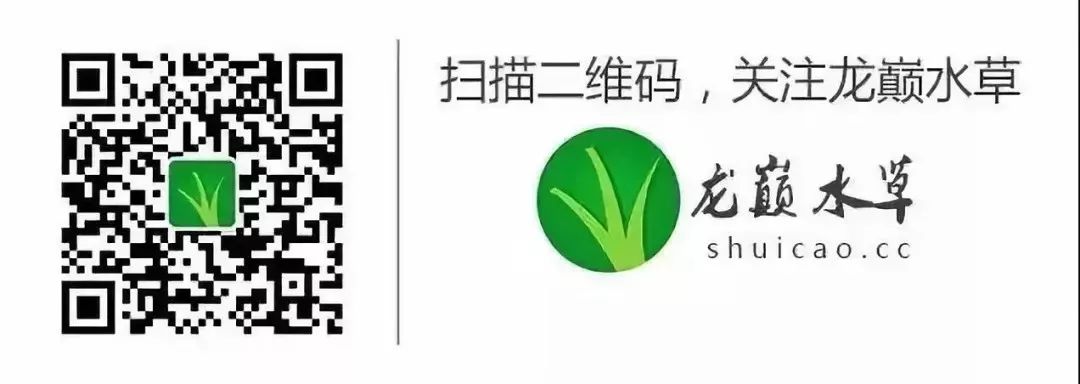 草缸适合养哪些冷水生物,纯绿苔缸适合养什么