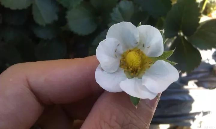 草莓棚打药蜜蜂怎么办,草莓打药蜜蜂要不要搬出来